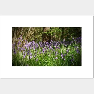 Bluebells Posters and Art